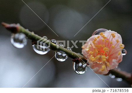 雨に打たれてしずくが枝や花に輝いているピンクの紅梅の写真素材