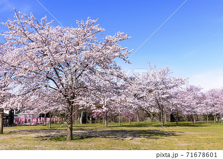 春の仙台　西公園 71678601