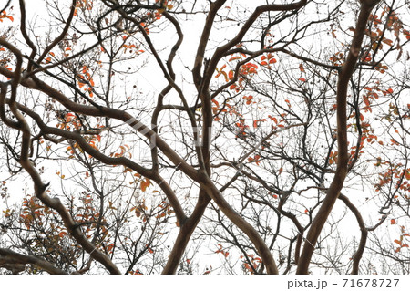 秋 空 木 71678727