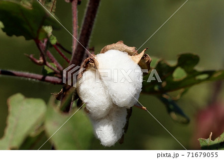 秋の実り：畑：綿の木：ミニコットン：綿の種：穂：収穫 71679055
