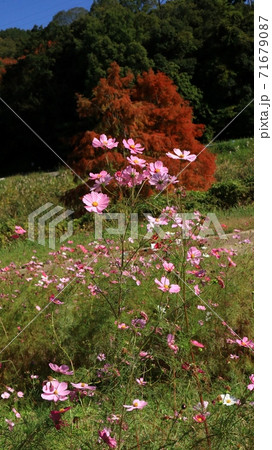 秋の風景：紅葉：コスモスの花：山田池公園 71679087