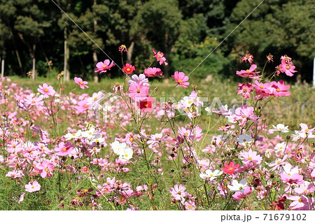 秋の風景：紅葉：コスモスの花：山田池公園 71679102