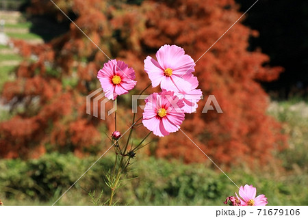 秋の風景：紅葉：コスモスの花：山田池公園 71679106