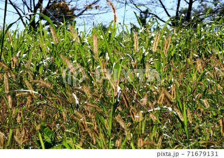 秋の野草:草紅葉:種:穂:きんえのころ:金狗尾 秋の野草:草紅葉:種:穂:きんえのころ:金狗尾 71679131