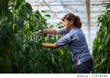Work in modern greenhouses. A woman in blue clothes and protective gloves works in the greenhouse while standing between the beds. 71679446
