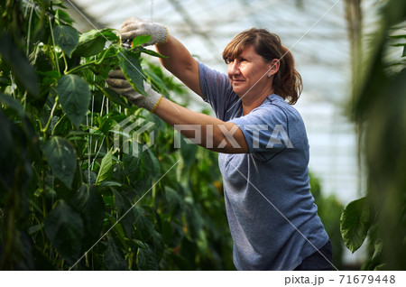 Work in modern greenhouses. A woman in blue clothes and protective gloves pruns plants in a garden bed. 71679448