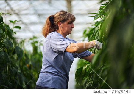 Work in modern greenhouses. A woman in blue clothes and protective gloves performs work in a greenhouse. 71679449