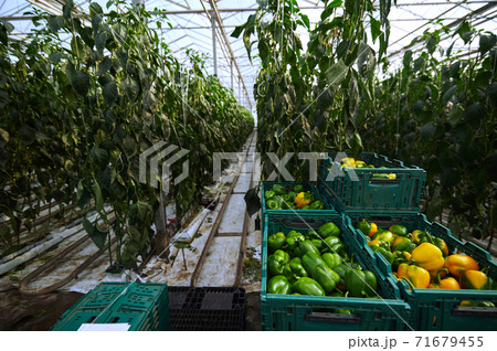 Modern greenhouses. Green beds that are promising into the distance. In the foreground are boxes of bell peppers. 71679455