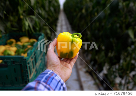 Modern greenhouses. Hand holds green bell pepper. In the back there are promising green beds. 71679456
