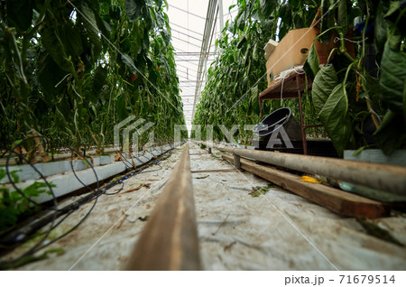 Modern greenhouse. Bottom view between rows of plants. Linear perspective is visible. Modern greenhouse. Bottom view between rows of plants. Linear perspective is visible. 71679514