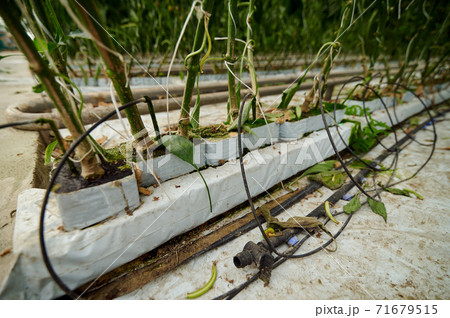 Vegetables for hydroponics. Bell peppers grown in special containers on smart farms with hydroponic systems is modern farming for health and quality in smart and smart farming concepts 71679515