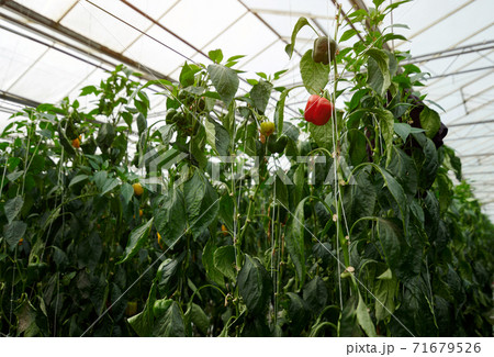 Inside a modern greenhouse, sweet bell pepper is grown. Red and yellow fruits are visible among the greenery. 71679526