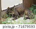 物置小屋の前で寛ぐキジトラ（外猫） 71679593