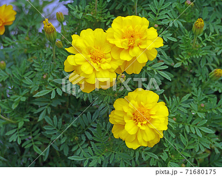 健康 という花言葉があるマリーゴールドの美しい黄色い花の写真素材