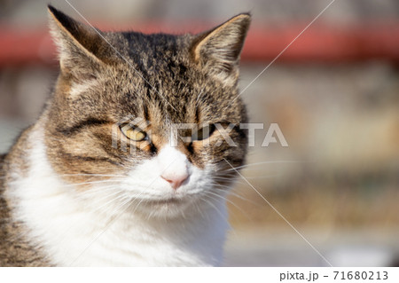 公園でのんびり過ごす猫 71680213