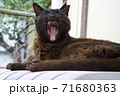 黒猫さんの大あくび 71680363