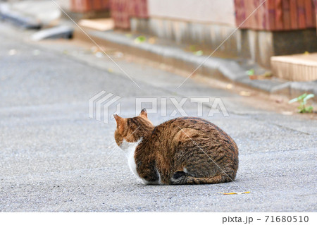 香箱座りの猫・後ろ姿 香箱座りの猫・後ろ姿 71680510