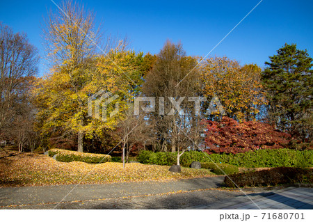 秋の公園　綺麗に色づく紅葉 71680701