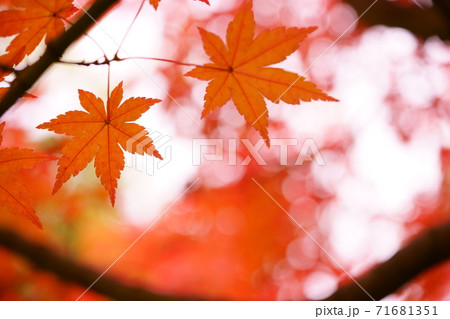晩秋の森 71681351