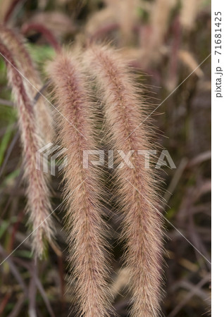 Pennisetum pedicellatum Trin.. Pennisetum pedicellatum Trin.. 71681425
