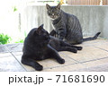 玄関先でご飯を待つ黒猫とキジトラ猫 71681690