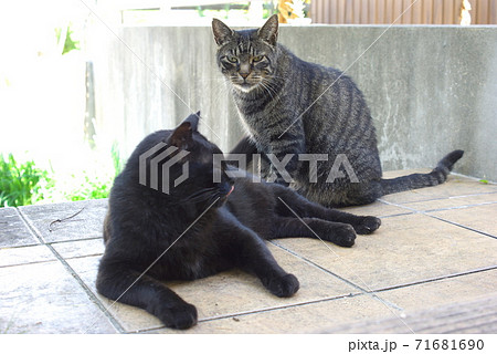玄関先でご飯を待つ黒猫とキジトラ猫 71681690