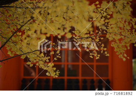 七五三の季節、神社はイチョウの落ち葉で一面が覆われています 71681892