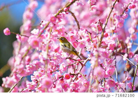 紅梅とメジロ 71682100