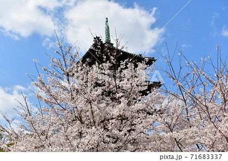 春の八事興正寺 春の八事興正寺 71683337