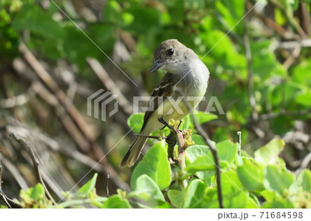ガラパゴスヒタキモドキ ガラパゴスヒタキモドキ 71684598