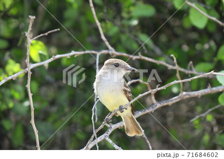 ガラパゴスヒタキモドキ 71684602