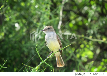 ガラパゴスヒタキモドキ ガラパゴスヒタキモドキ 71684603