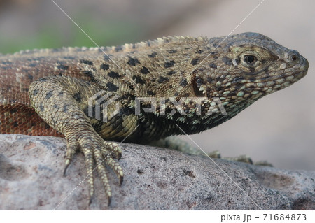 ヨウガントカゲ ヨウガントカゲ 71684873