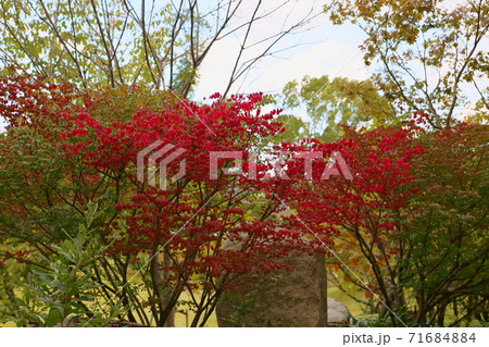 コマユミ紅葉 コマユミ紅葉 71684884
