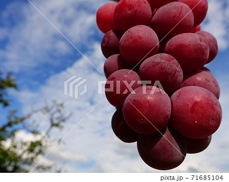 ぶどう　ブドウ　葡萄　クイーンニーナ 71685104