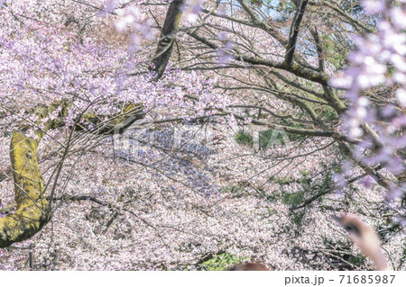 桜 仙台榴ヶ岡公園 桜 仙台榴ヶ岡公園 71685987