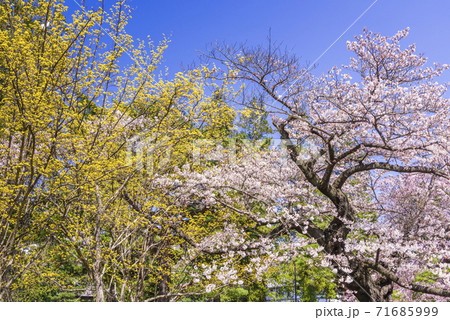 桜 仙台榴ヶ岡公園 桜 仙台榴ヶ岡公園 71685999