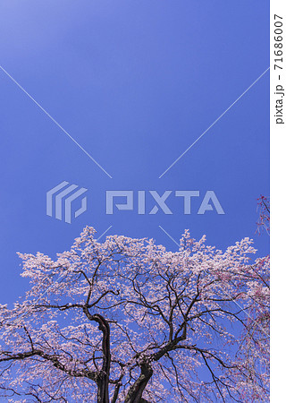 桜 仙台榴ヶ岡公園 桜 仙台榴ヶ岡公園 71686007