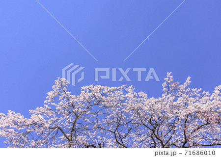 桜 仙台榴ヶ岡公園 桜 仙台榴ヶ岡公園 71686010