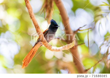 beautiful colored small bird African Paradise Flycatcher 71686085