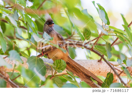 Speckled mousebird, Ethiopia wildlife Speckled mousebird, Ethiopia wildlife 71686117