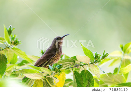 Tacazze Sunbird perched on tree Ethiopia wildlife 71686119