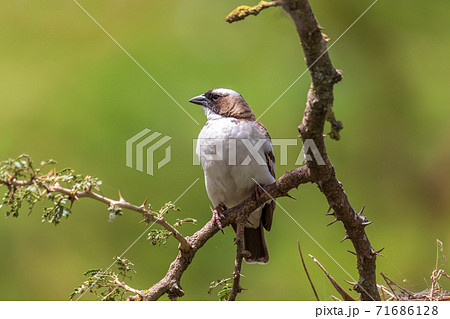 White-browed sparrow-weaver, Ethiopia wildlife White-browed sparrow-weaver, Ethiopia wildlife 71686128