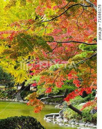 日比谷公園の黄葉 日比谷公園の黄葉 71686176