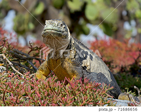 ガラパゴスリクイグアナ ガラパゴスリクイグアナ 71686656