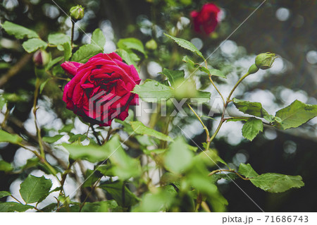 Green nature concept, Fresh green grass and flowers 028 Green nature concept, Fresh green grass and flowers 028 71686743