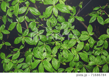 Green nature concept, Fresh green grass and flowers 053 Green nature concept, Fresh green grass and flowers 053 71686784