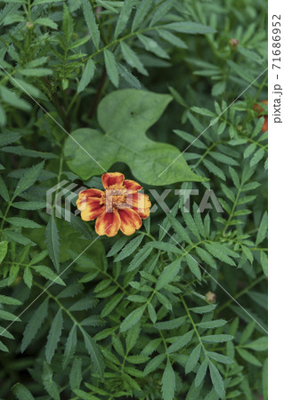 Green nature concept, Fresh green grass and flowers 195 Green nature concept, Fresh green grass and flowers 195 71686952