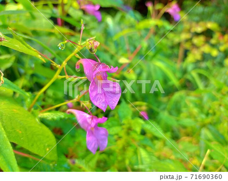ツリフネソウの花（11月・高尾山） 71690360