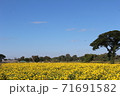 Marigolds, big trees and sky 71691582